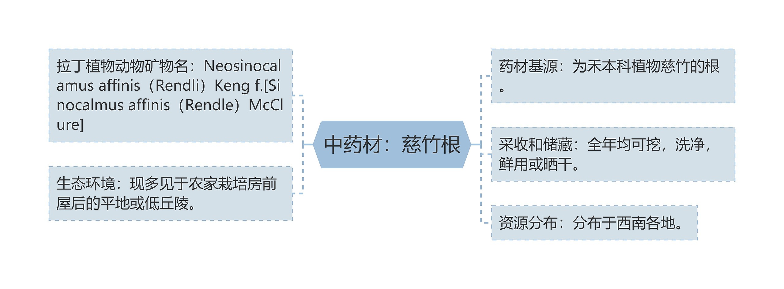 中药材：慈竹根思维导图