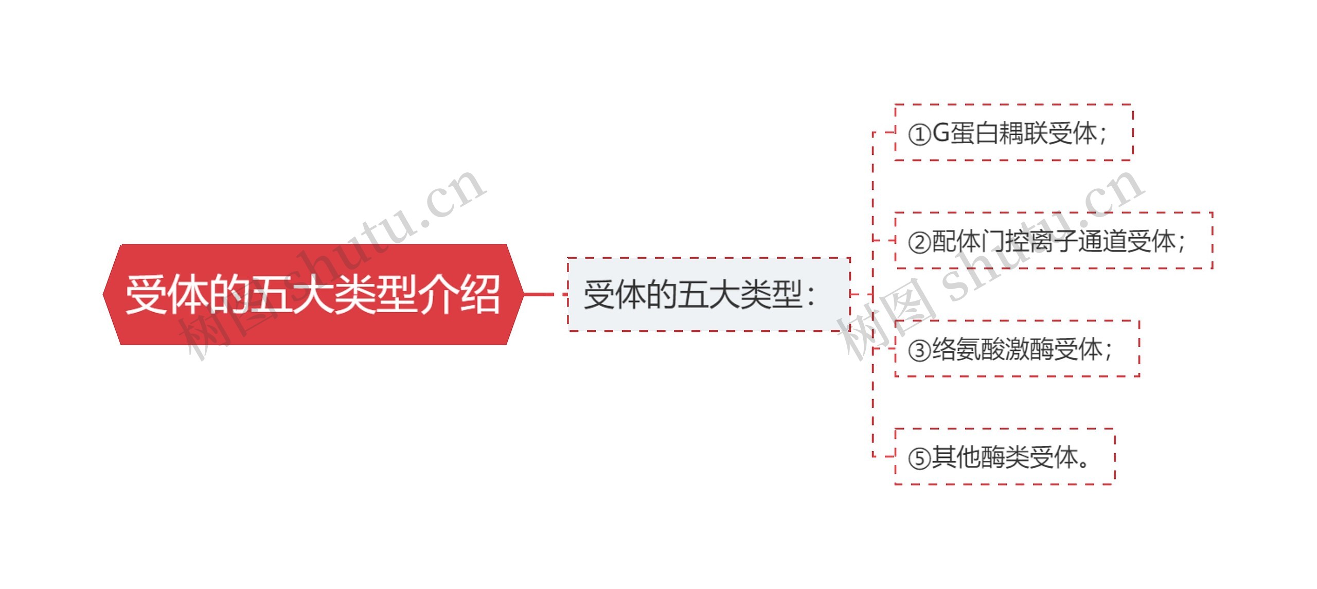 受体的五大类型介绍