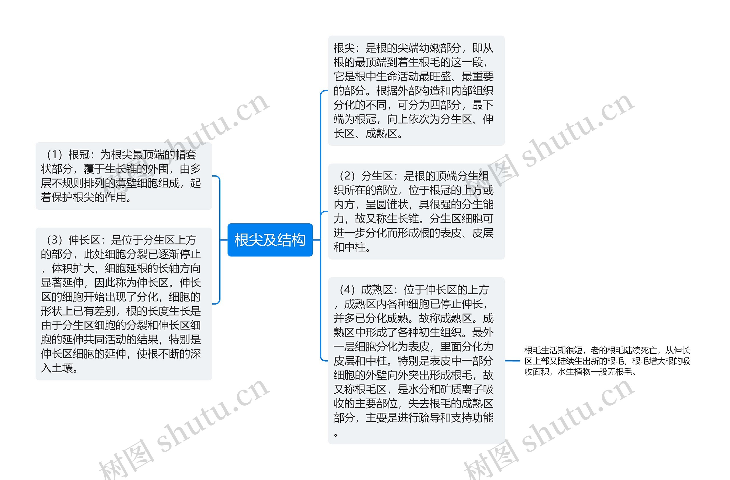 根尖及结构思维导图