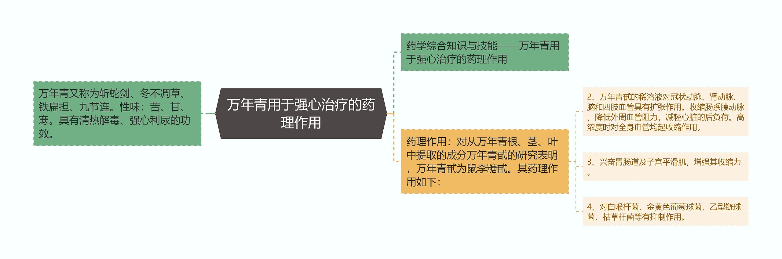 万年青用于强心治疗的药理作用思维导图