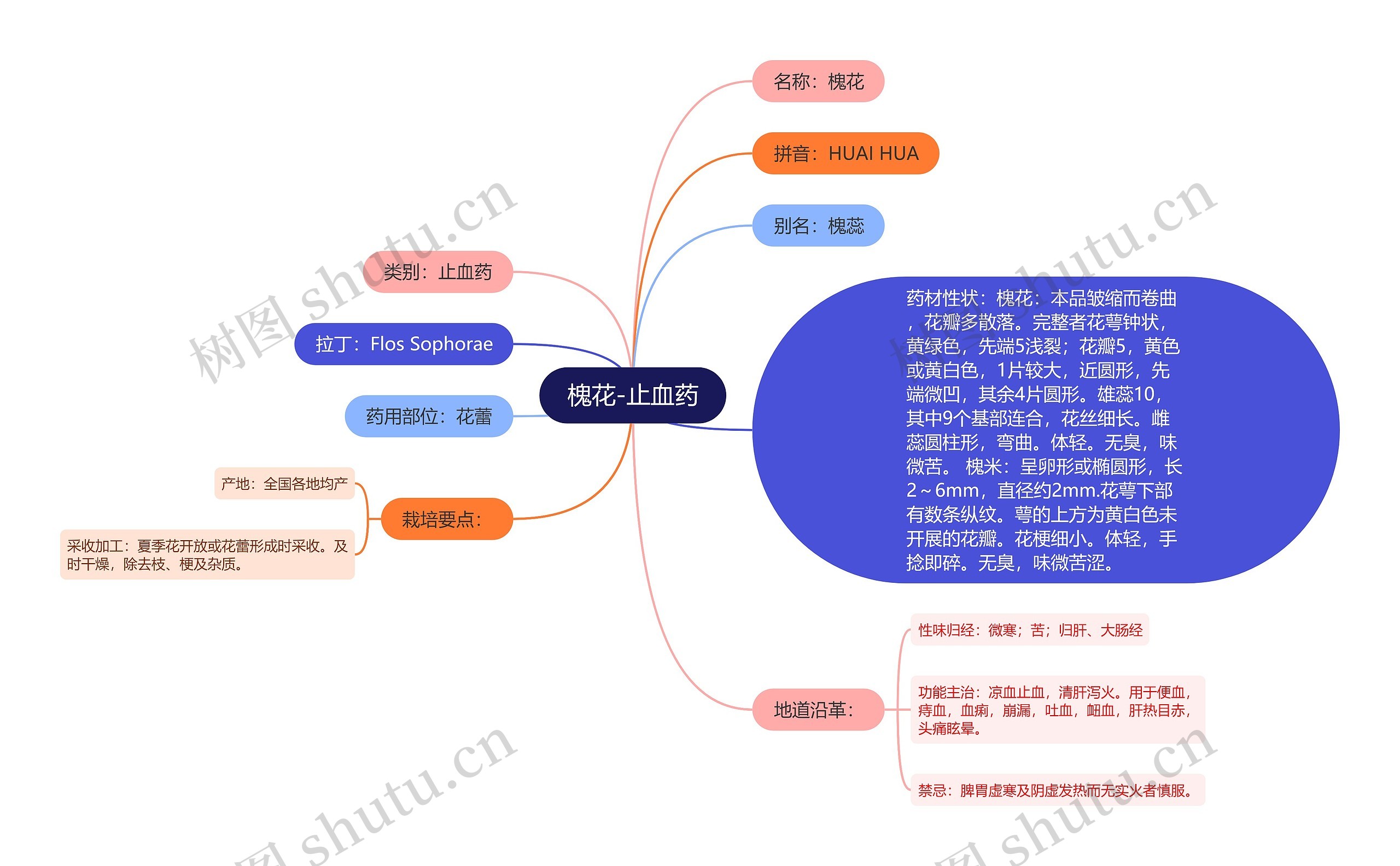 槐花-止血药思维导图