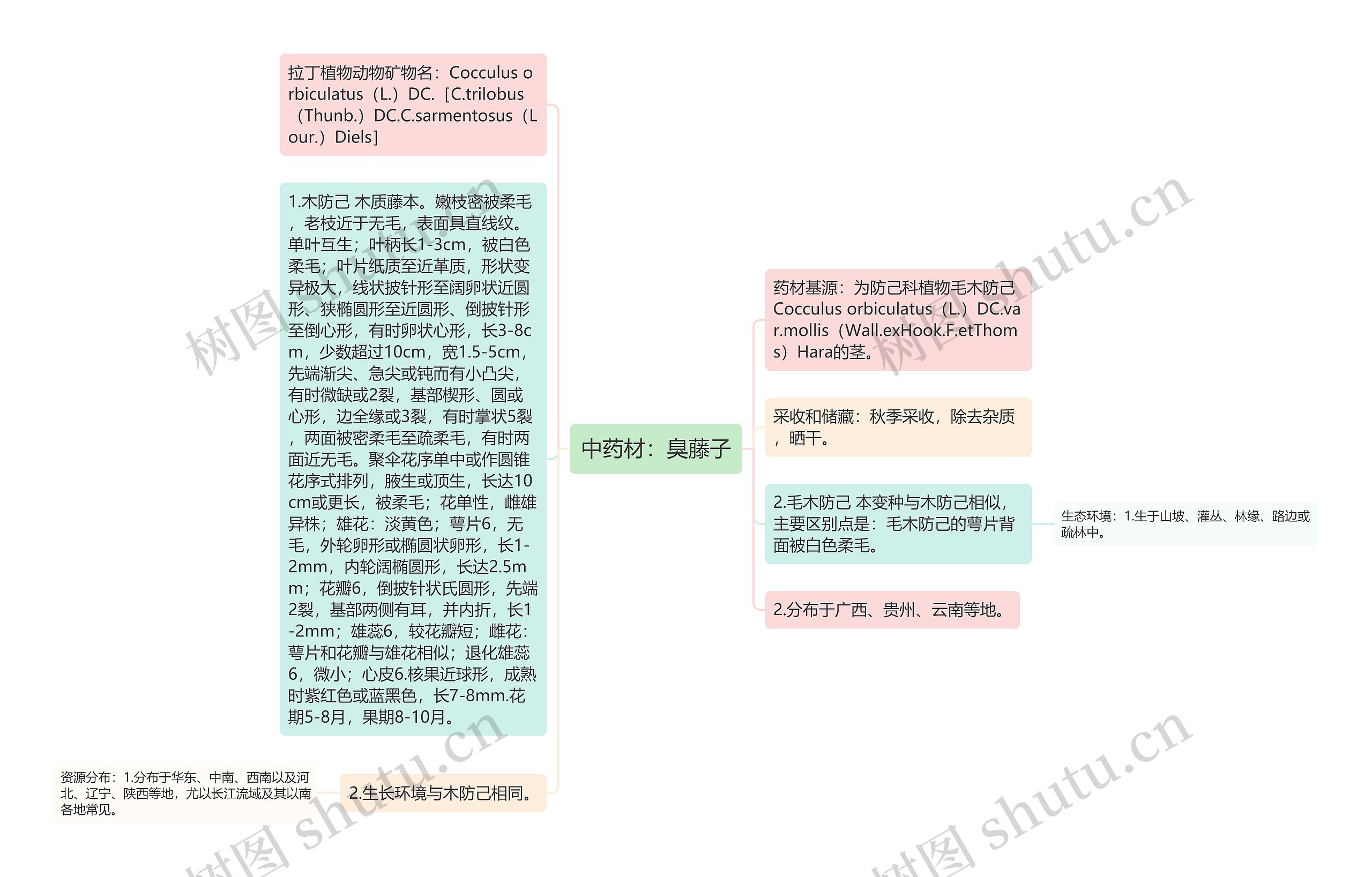 中药材：臭藤子思维导图