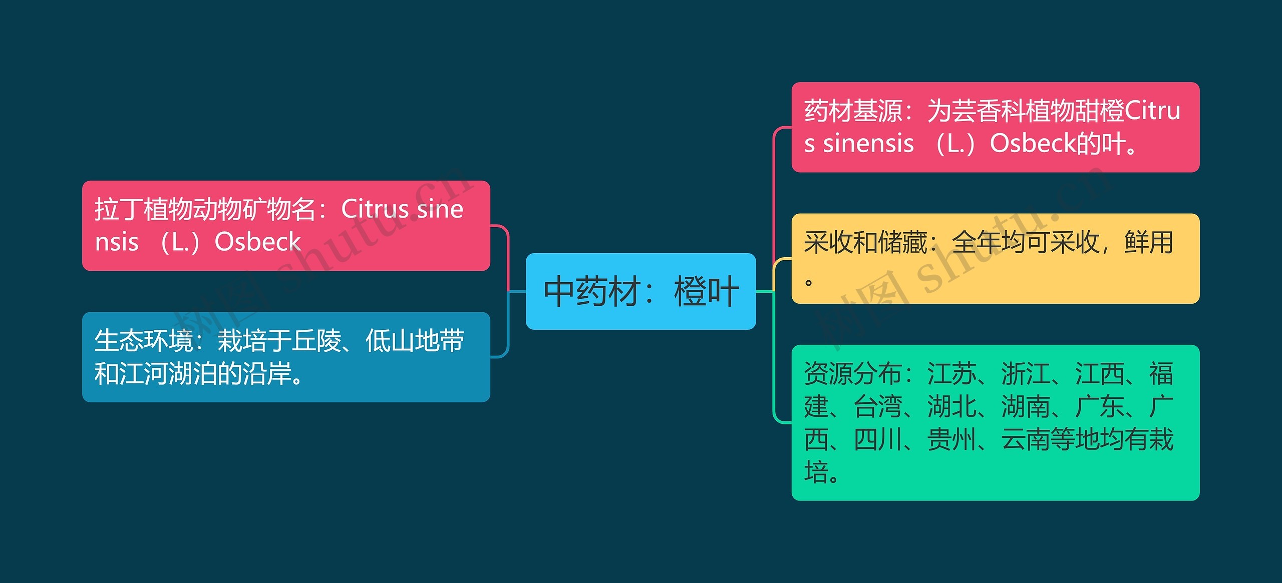 中药材：橙叶思维导图