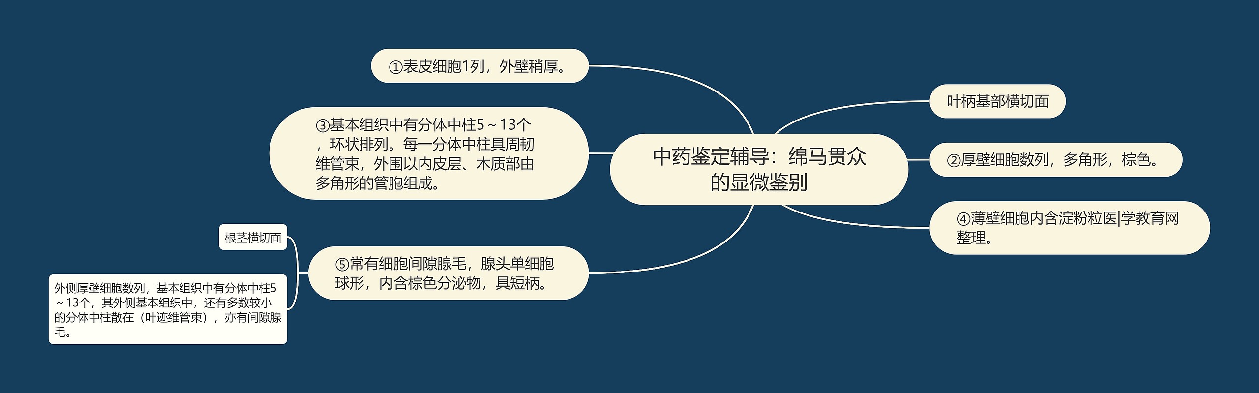 中药鉴定辅导：绵马贯众的显微鉴别思维导图