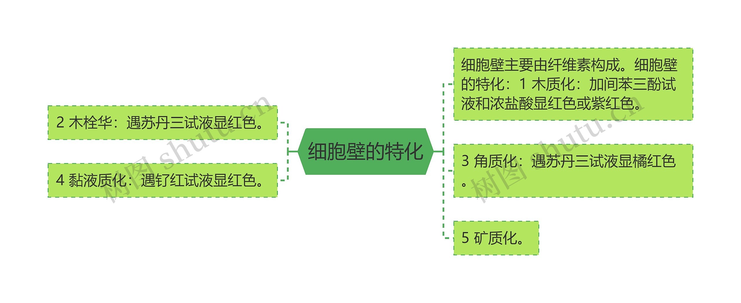 细胞壁的特化思维导图