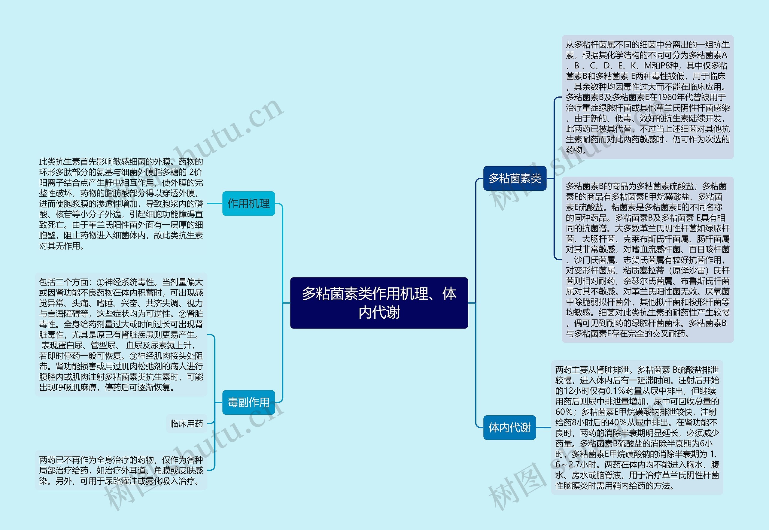 多粘菌素类作用机理、体内代谢