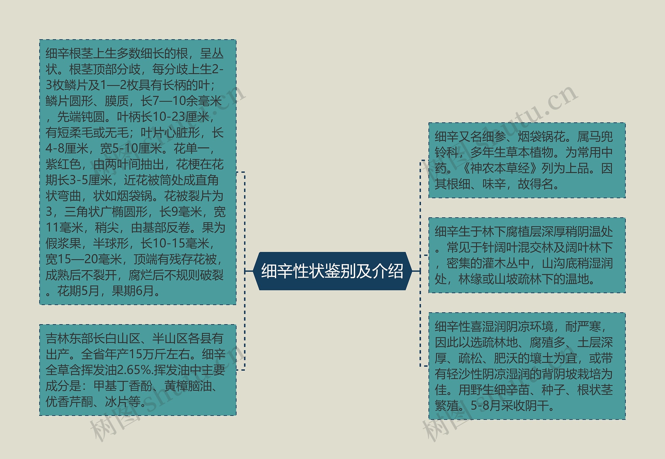 细辛性状鉴别及介绍思维导图