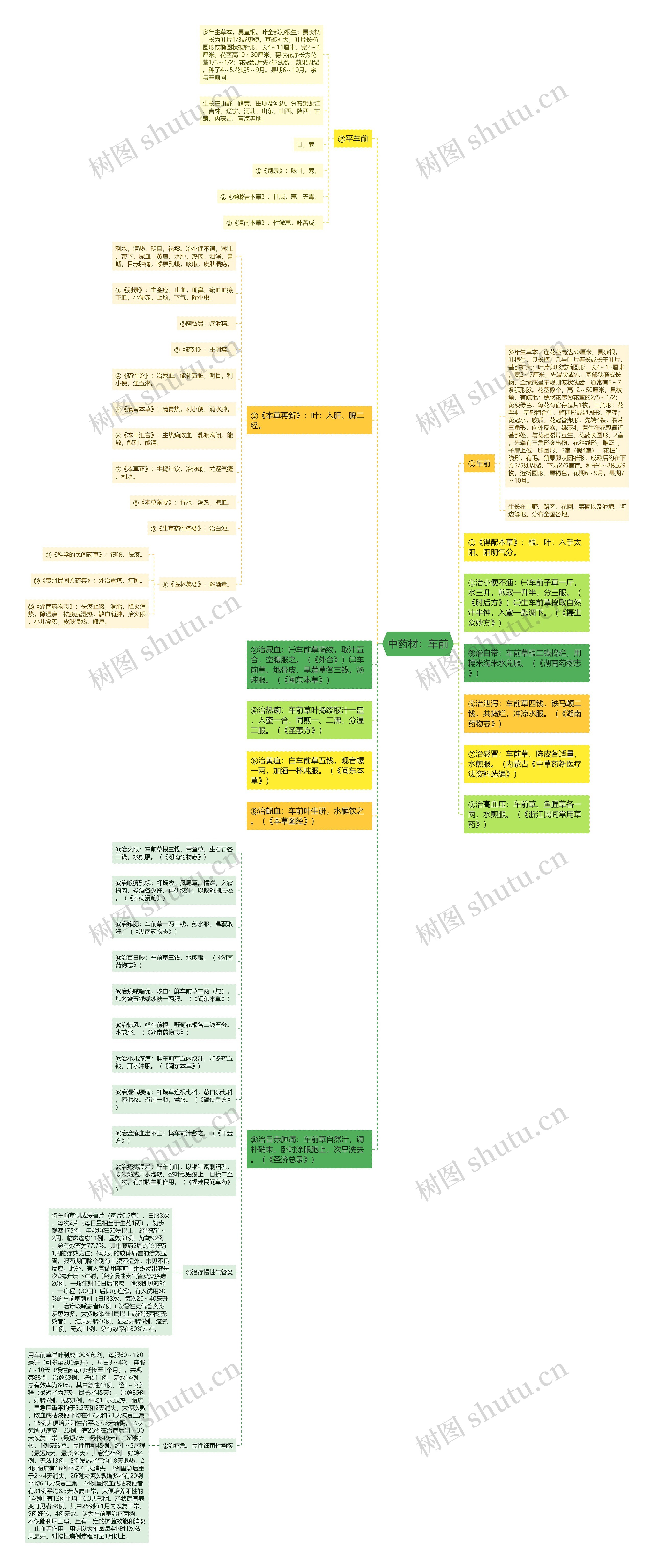 中药材：车前思维导图