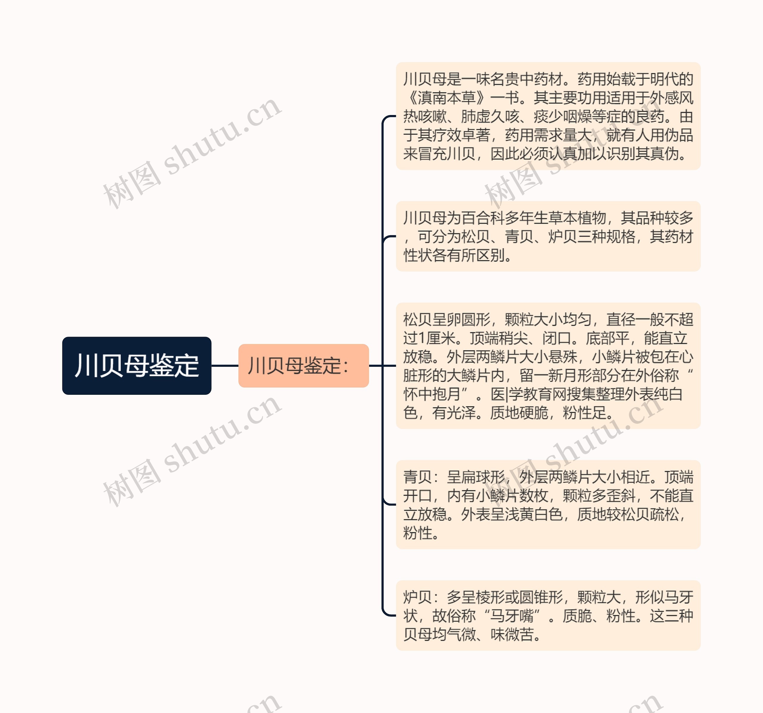 川贝母鉴定思维导图