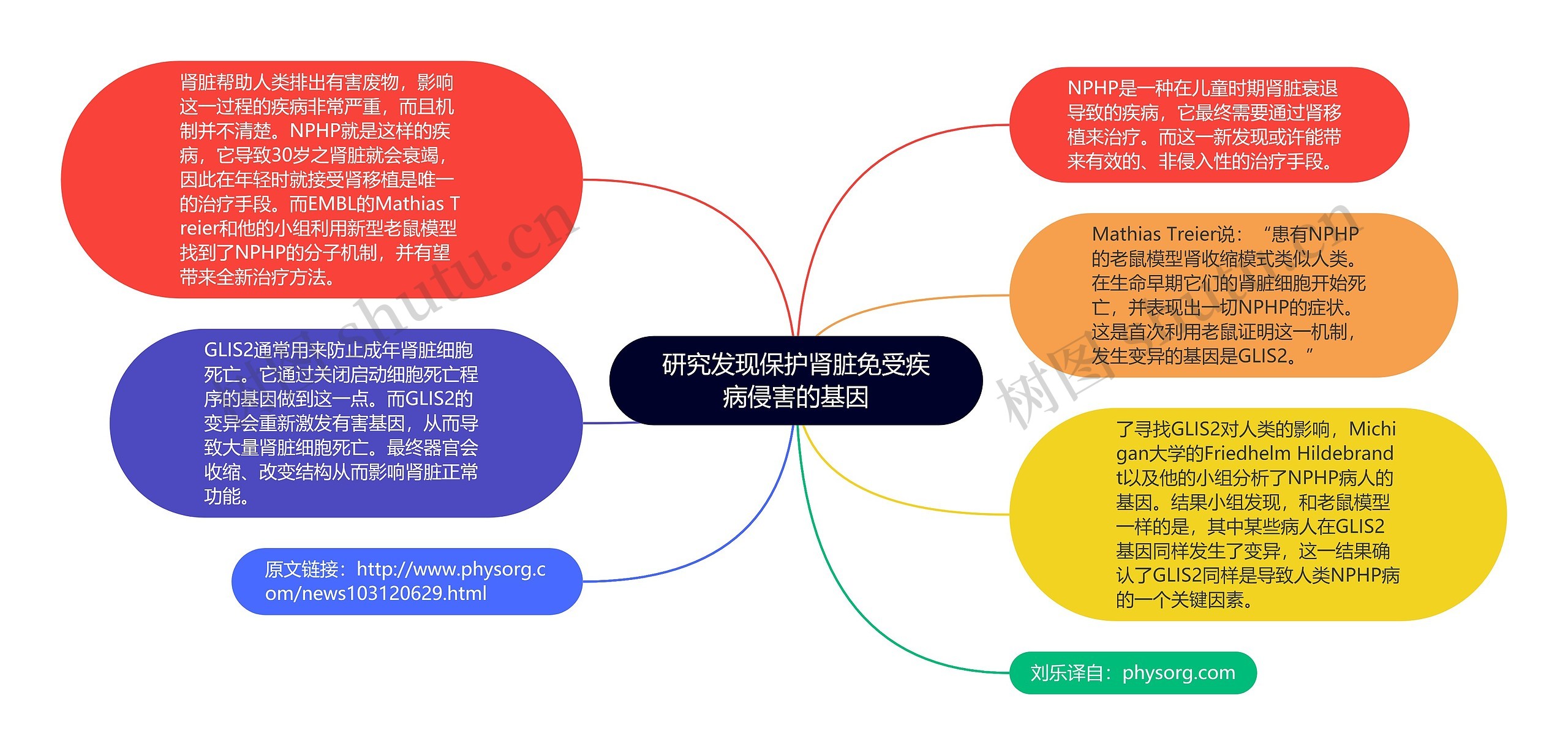 研究发现保护肾脏免受疾病侵害的基因思维导图