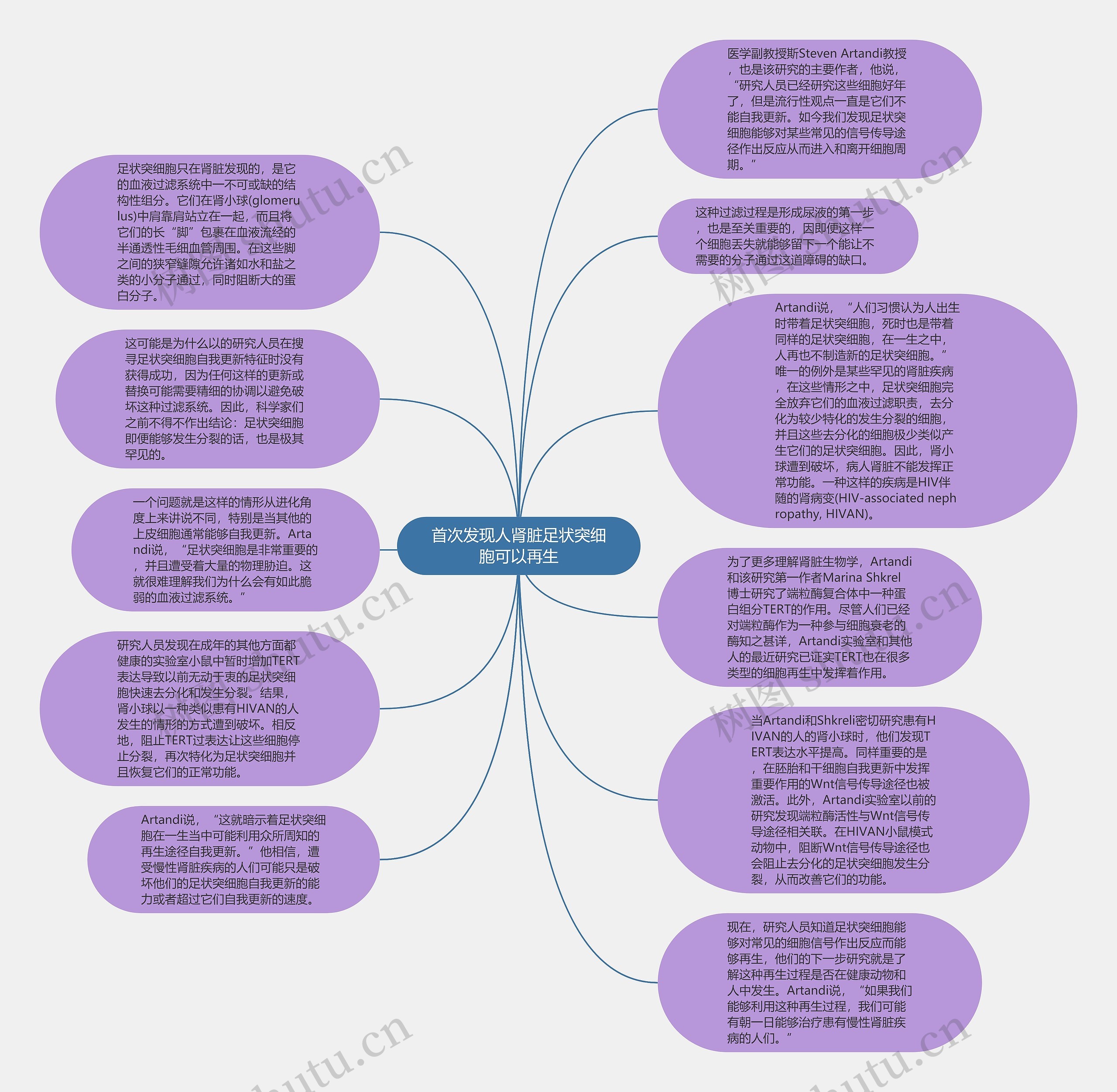 首次发现人肾脏足状突细胞可以再生思维导图