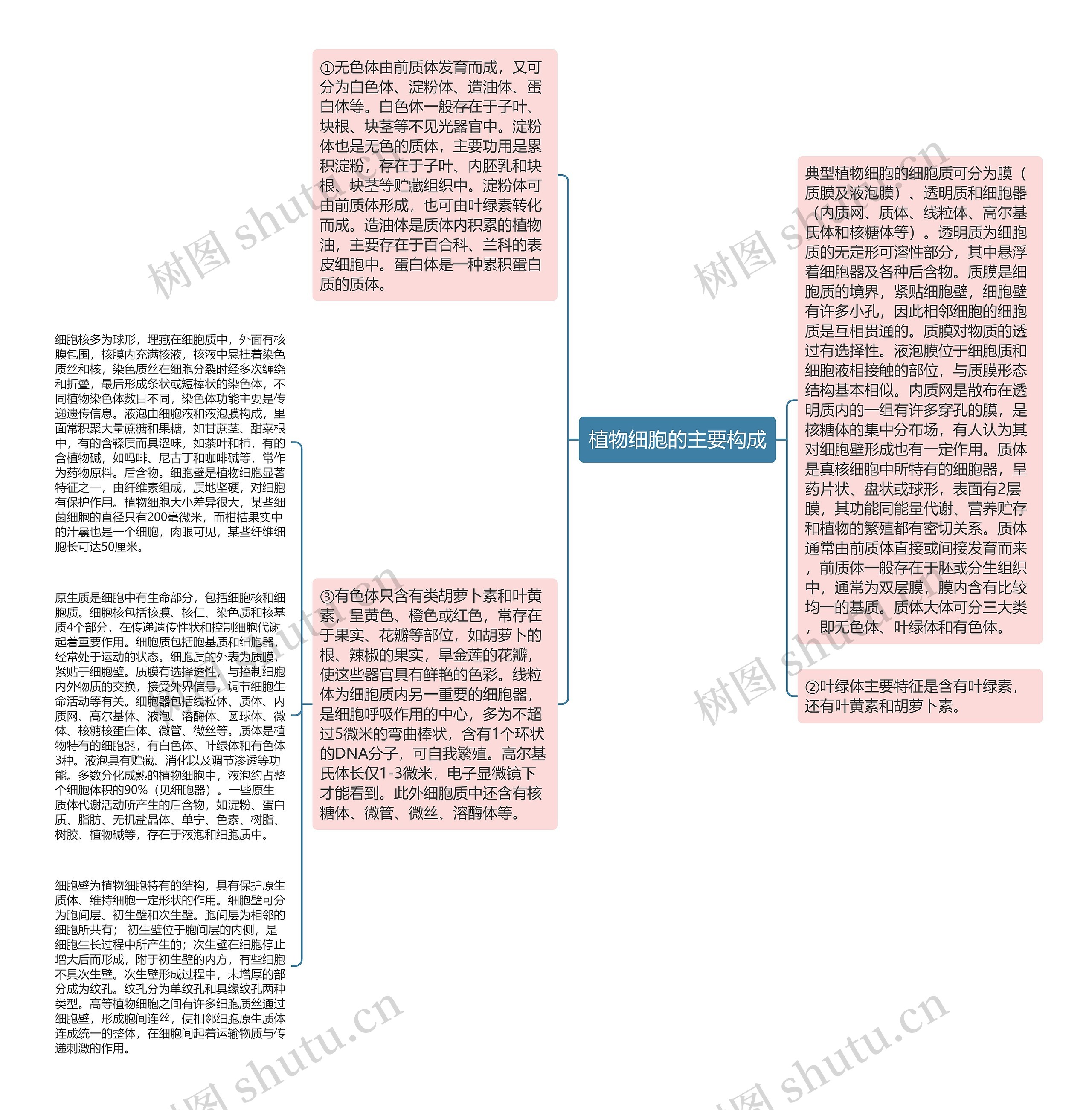 植物细胞的主要构成思维导图