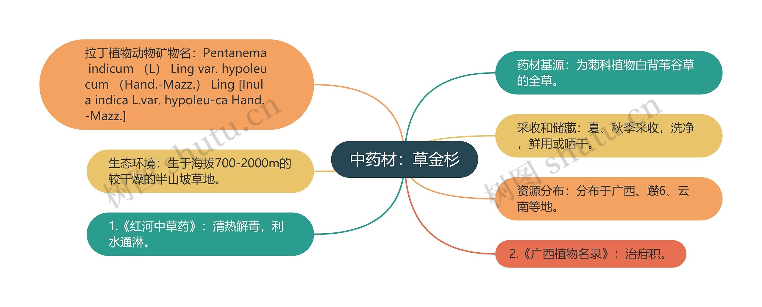 中药材：草金杉思维导图