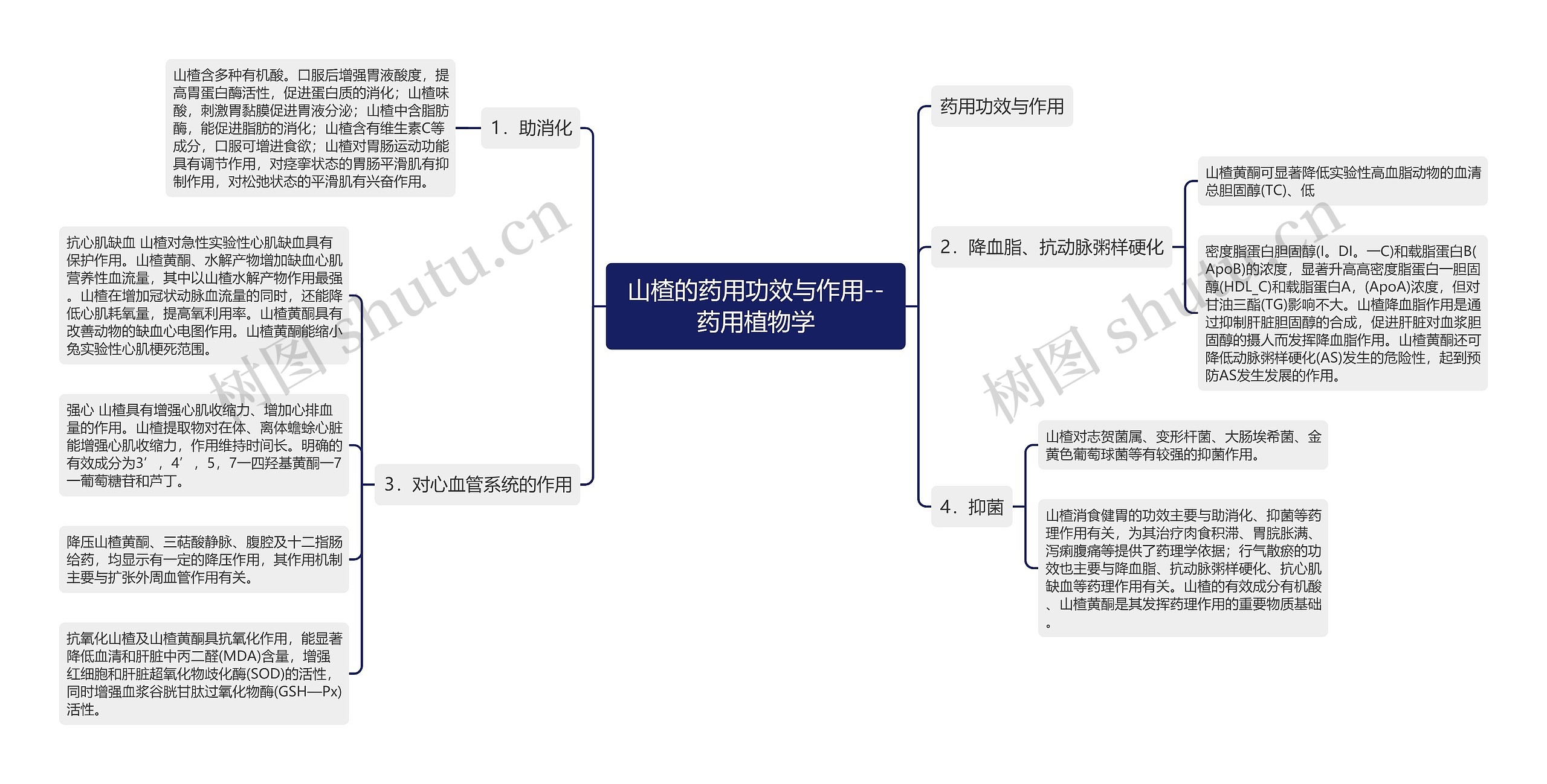 山楂的药用功效与作用--药用植物学思维导图