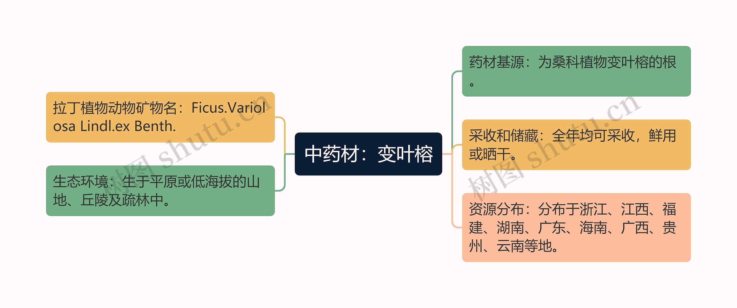 中药材：变叶榕思维导图