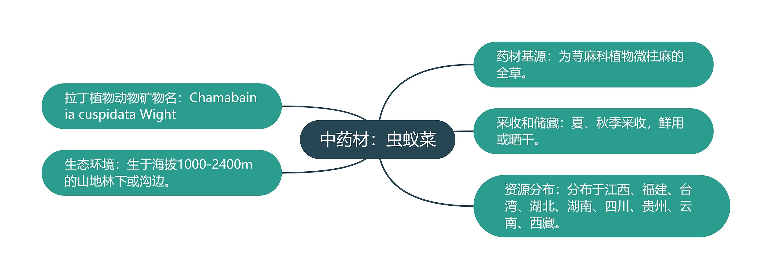 中药材:虫蚁菜 中药材:虫蚁菜