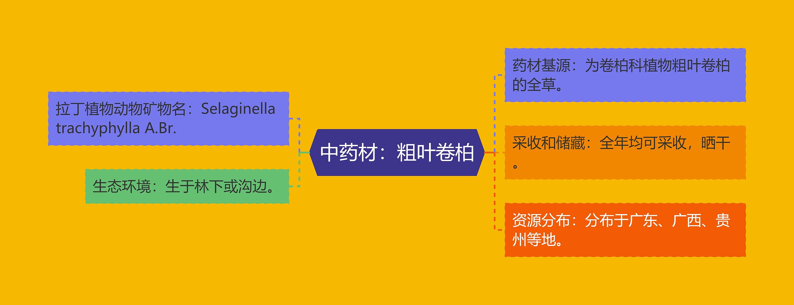 中药材：粗叶卷柏思维导图