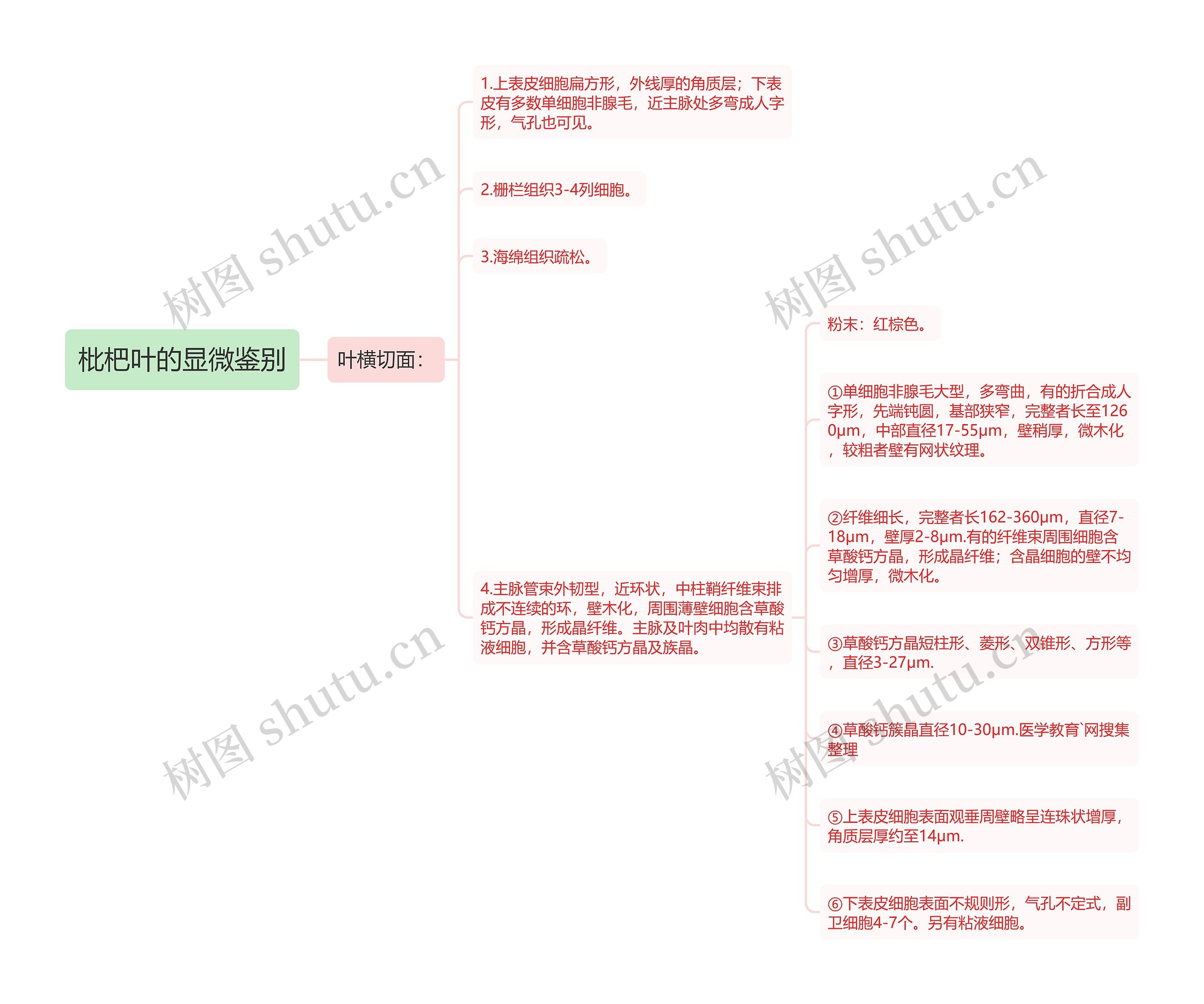 枇杷叶的显微鉴别 枇杷叶的显微鉴别