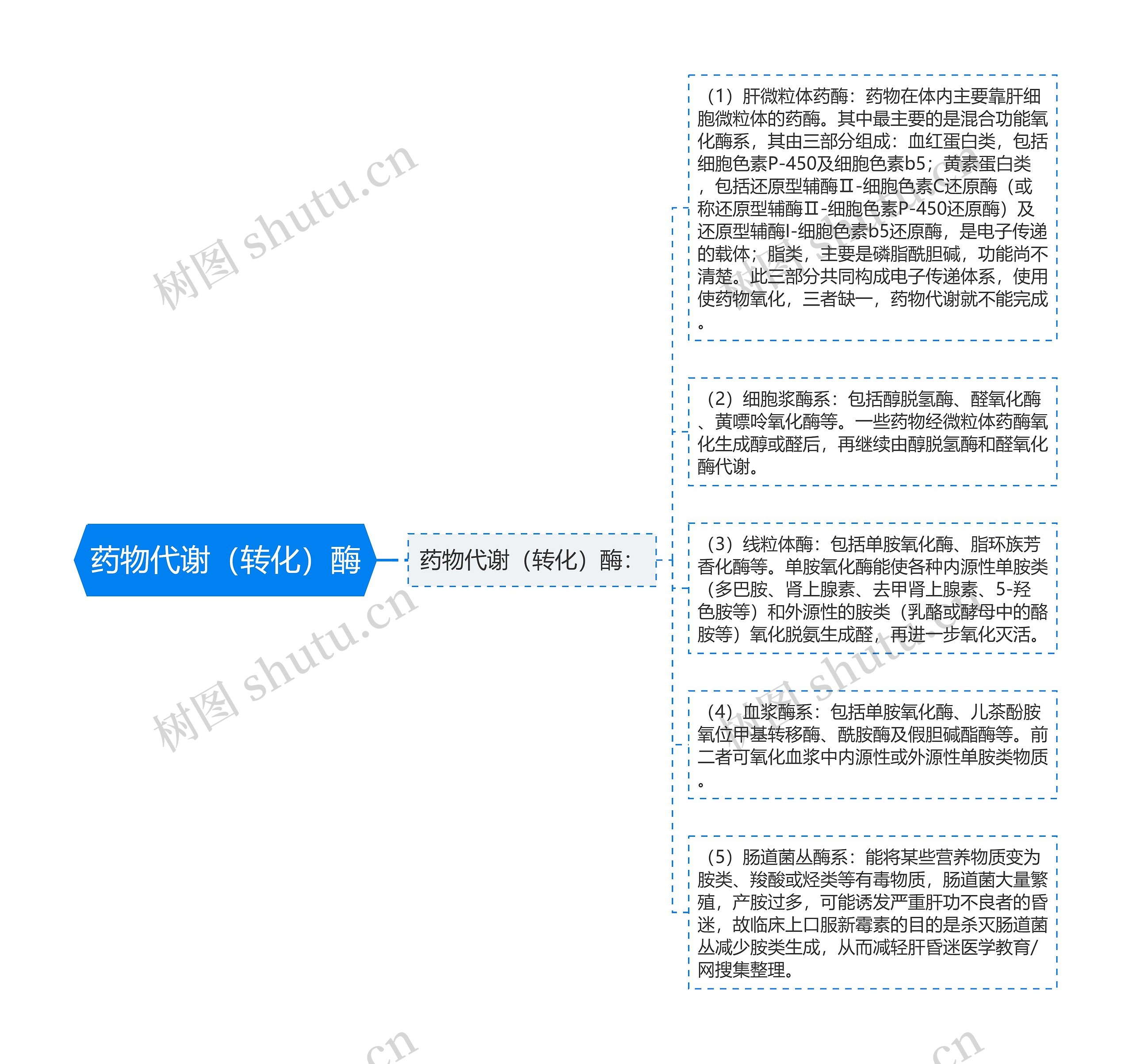 药物代谢（转化）酶