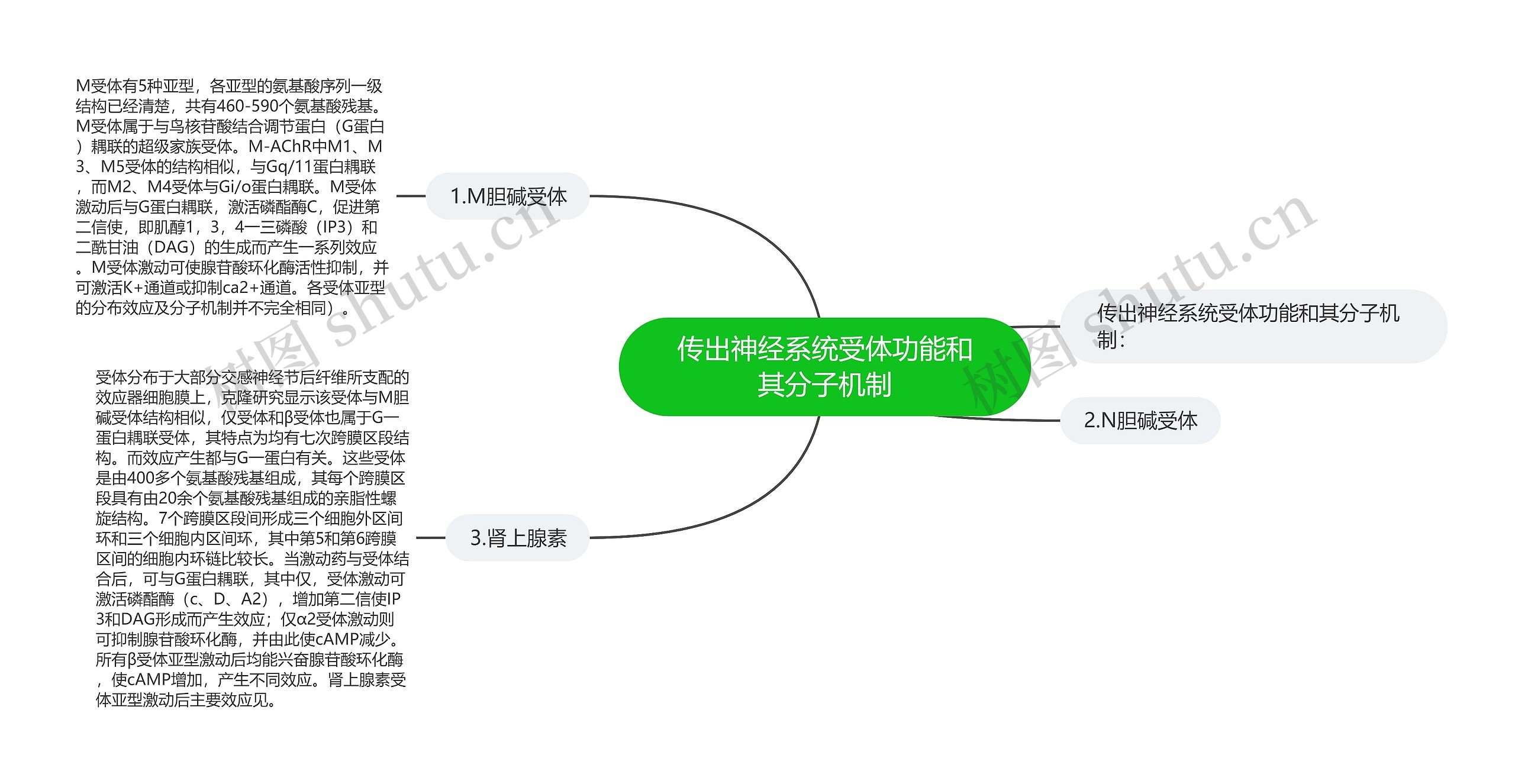 传出神经系统受体功能和其分子机制