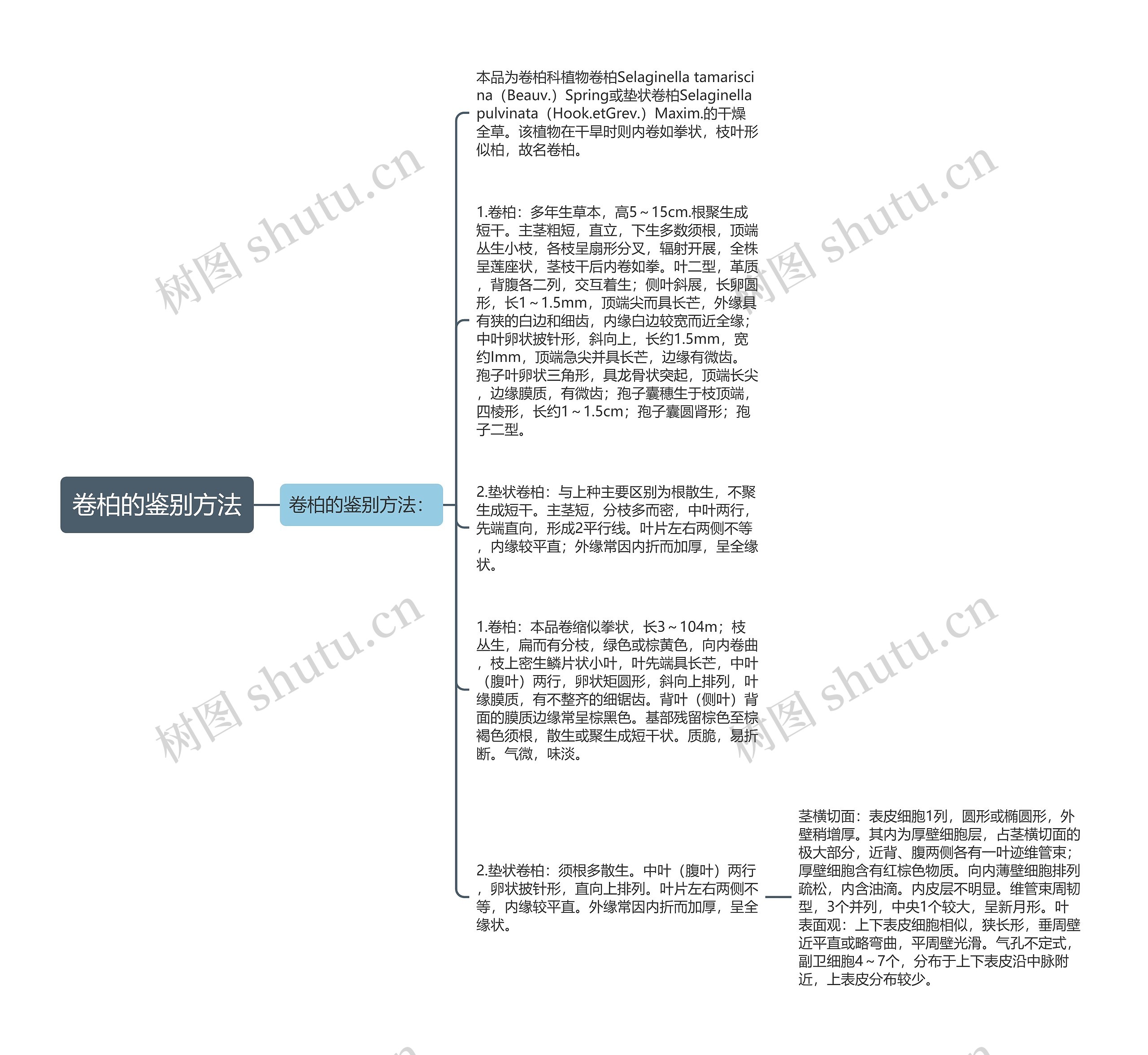 卷柏的鉴别方法思维导图