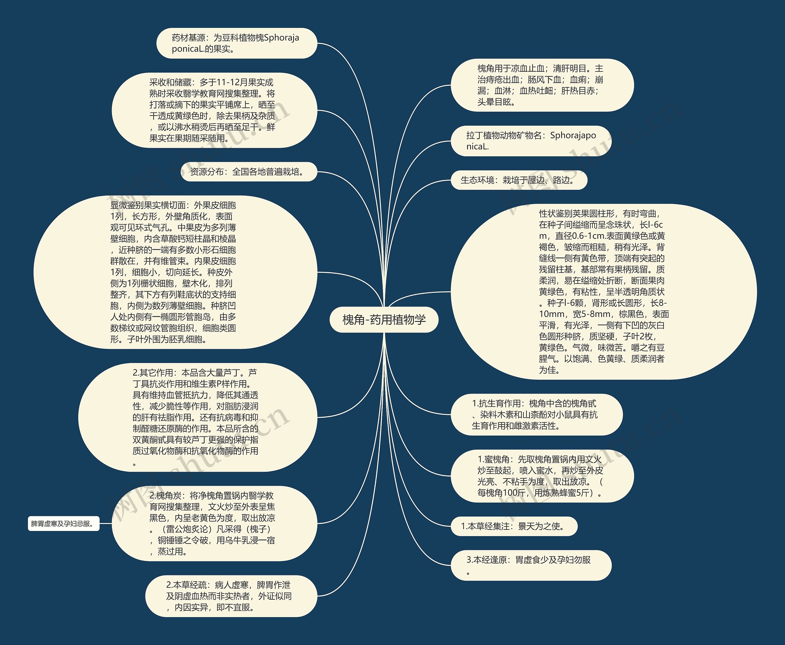 槐角-药用植物学思维导图