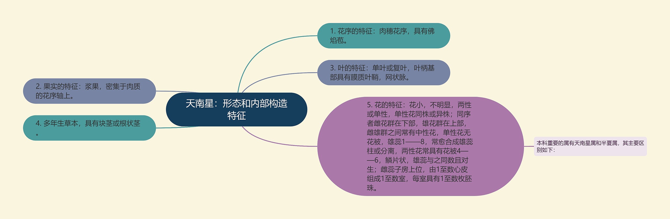 天南星：形态和内部构造特征