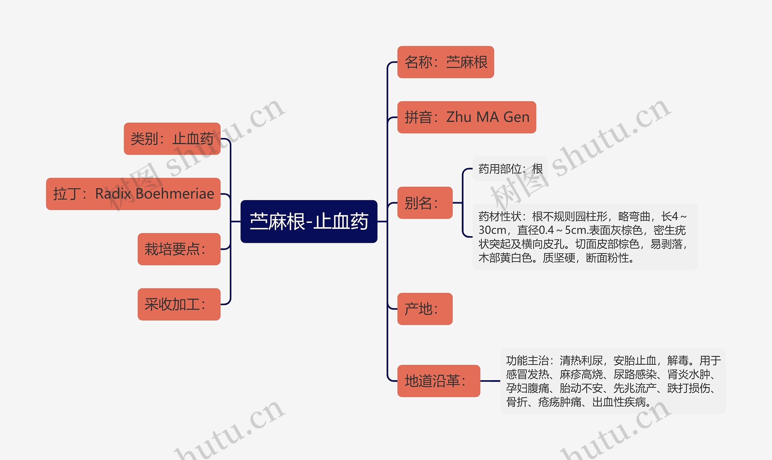 苎麻根-止血药 苎麻根-止血药