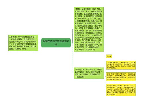 野菊花植物形态及鉴别方法