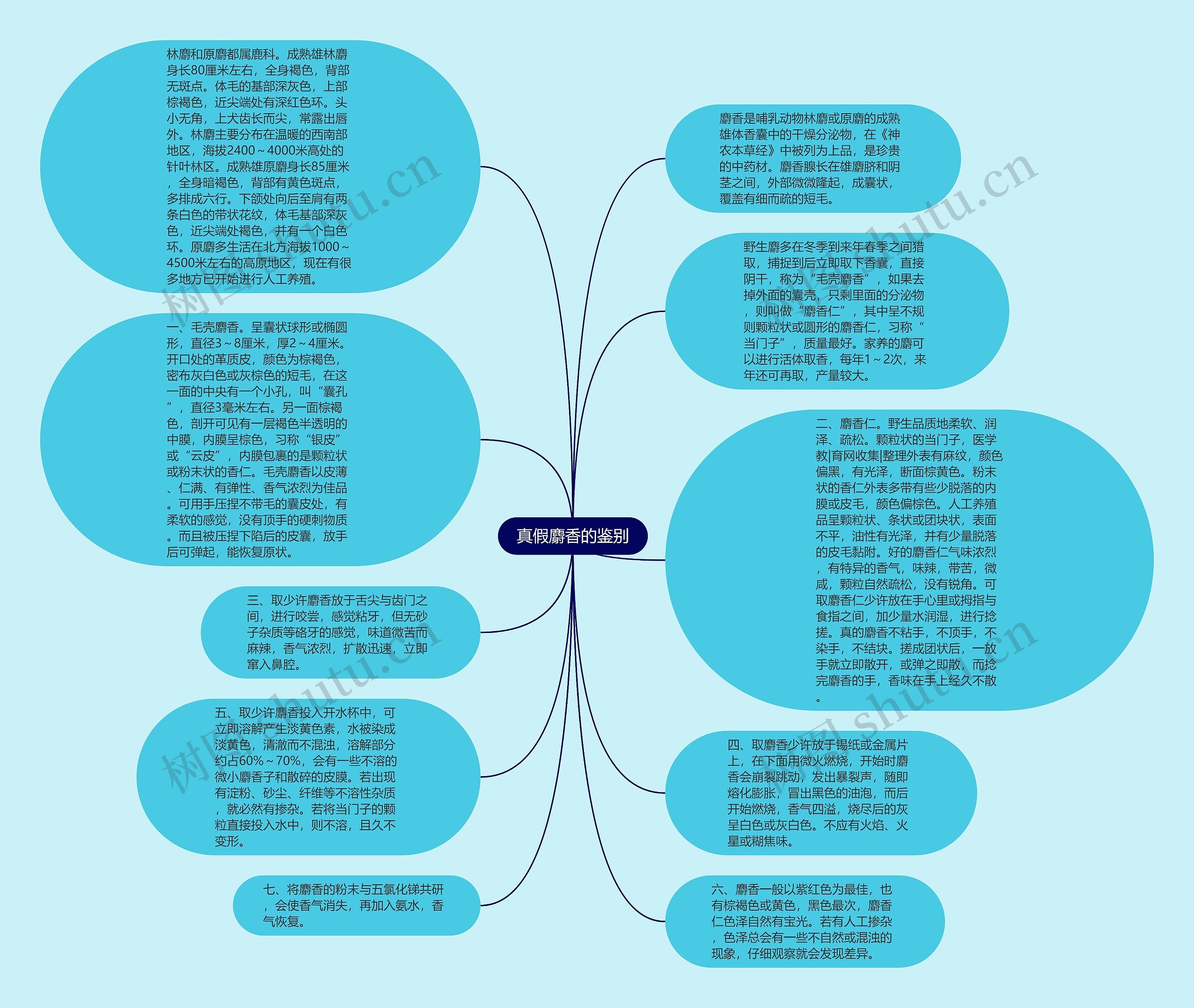 真假麝香的鉴别思维导图