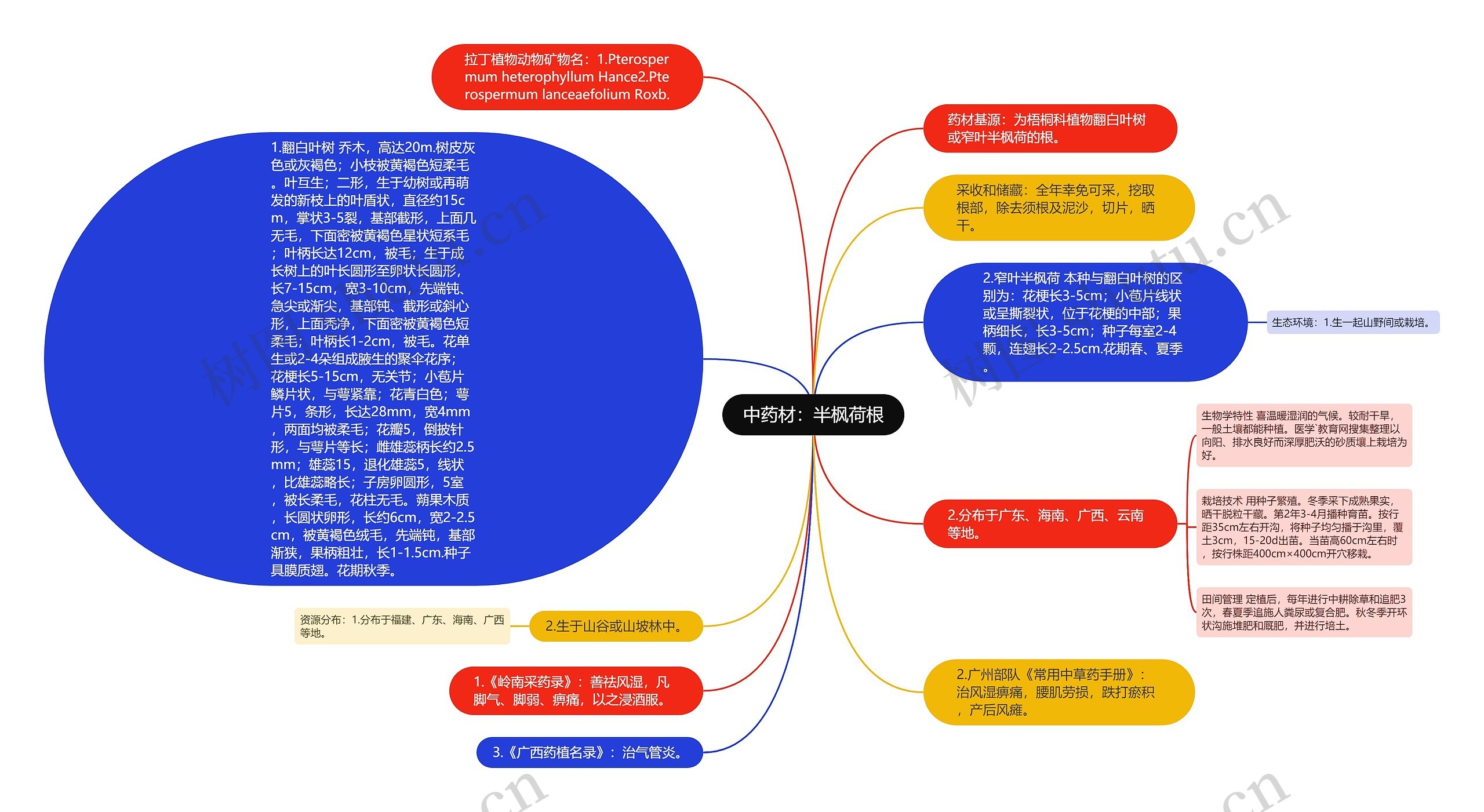 中药材：半枫荷根思维导图