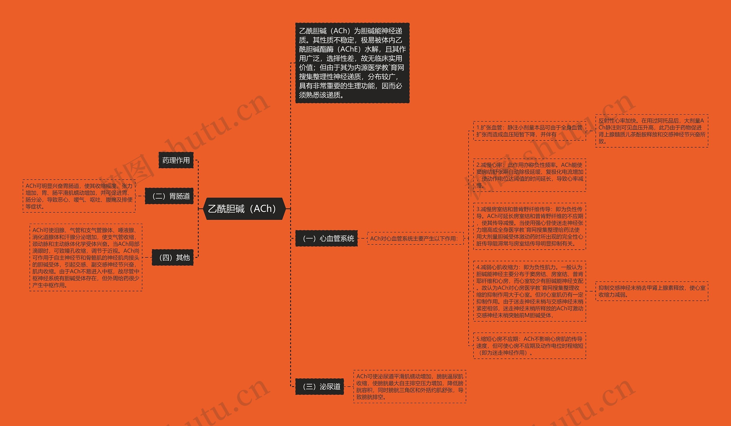 乙酰胆碱（ACh）思维导图