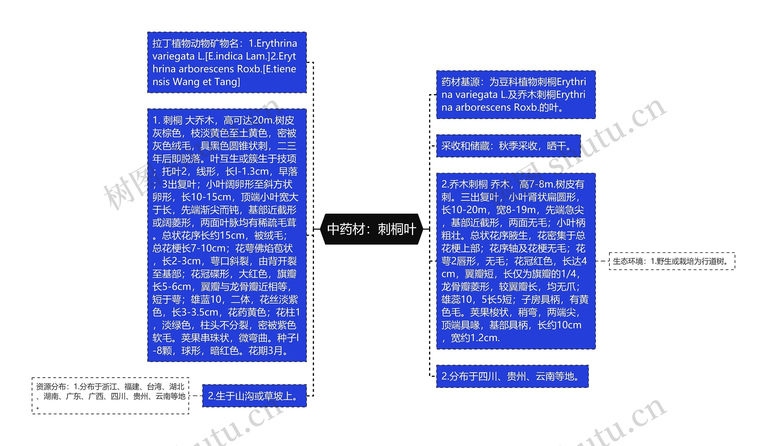 中药材：刺桐叶思维导图