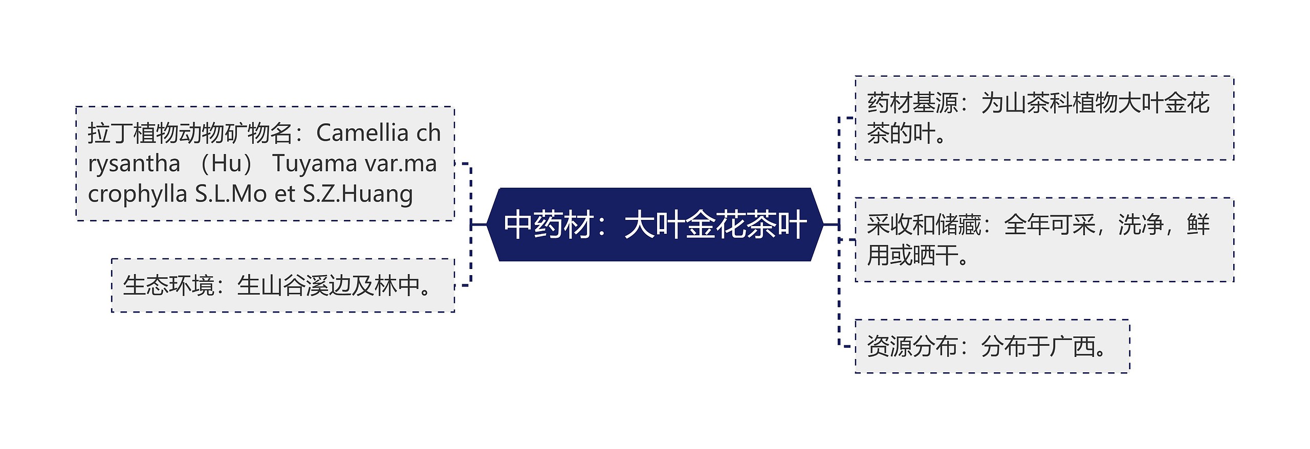 中药材：大叶金花茶叶思维导图