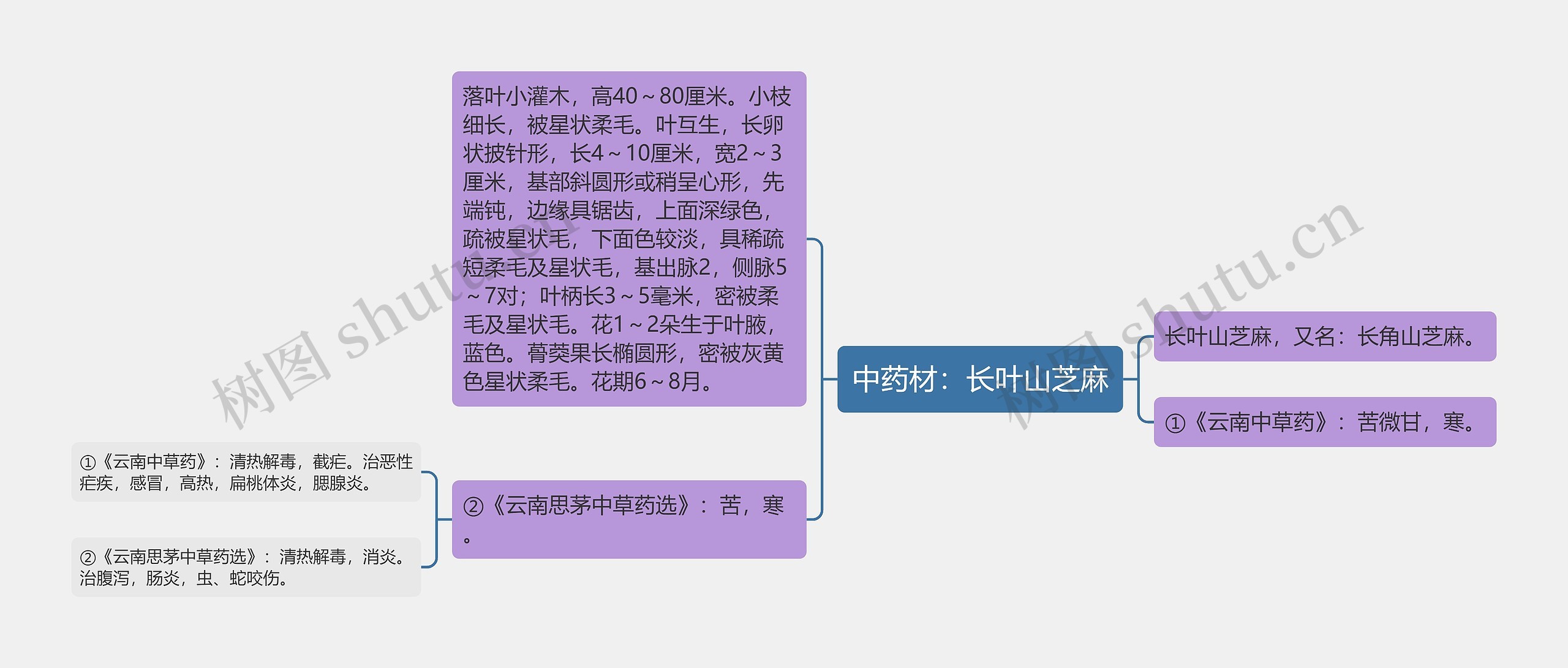 中药材:长叶山芝麻 中药材:长叶山芝麻