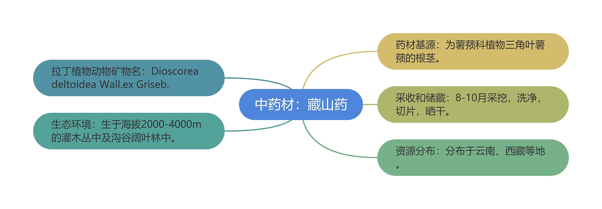 中药材：藏山药思维导图