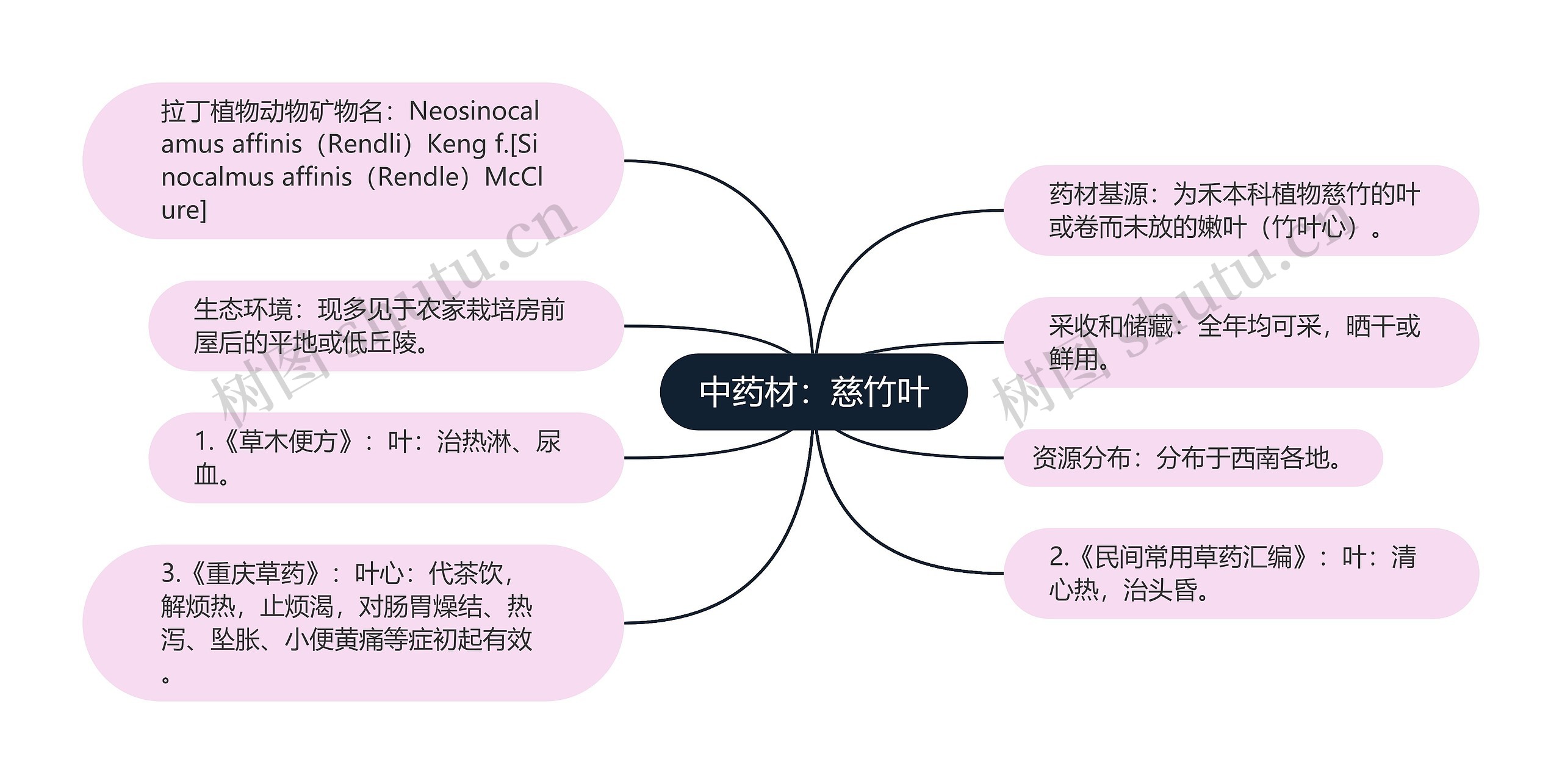 中药材：慈竹叶思维导图