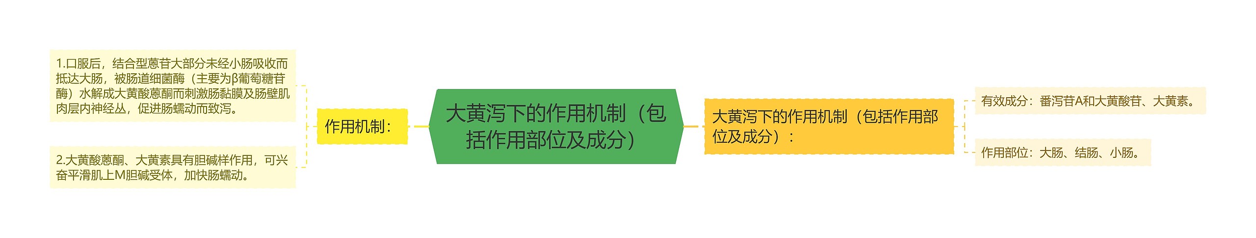 大黄泻下的作用机制（包括作用部位及成分）思维导图