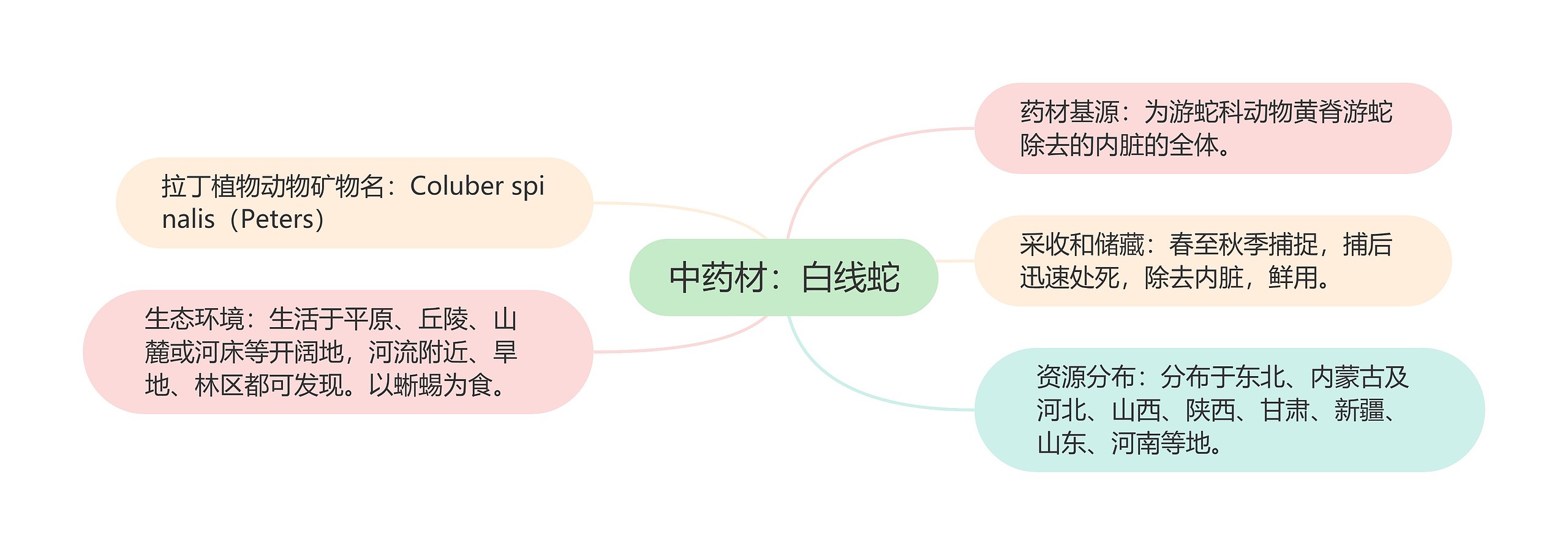 中药材：白线蛇思维导图