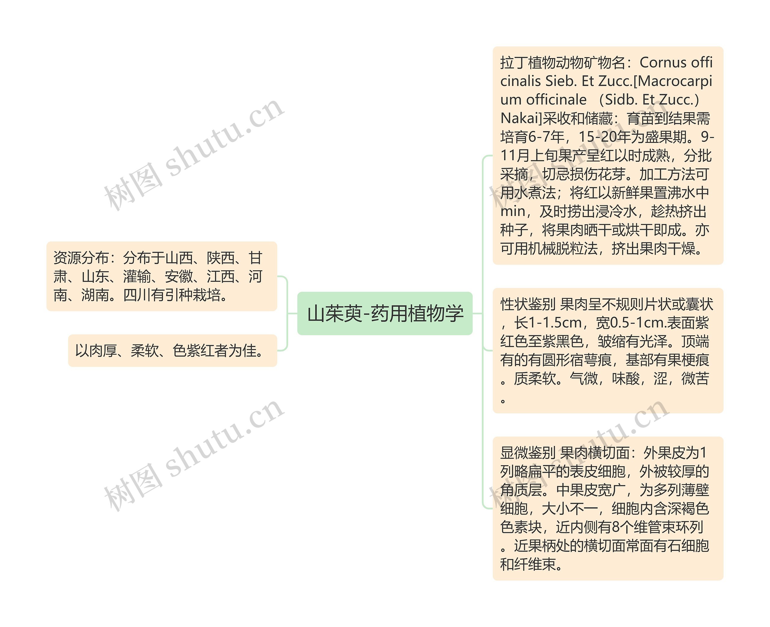 山茱萸-药用植物学