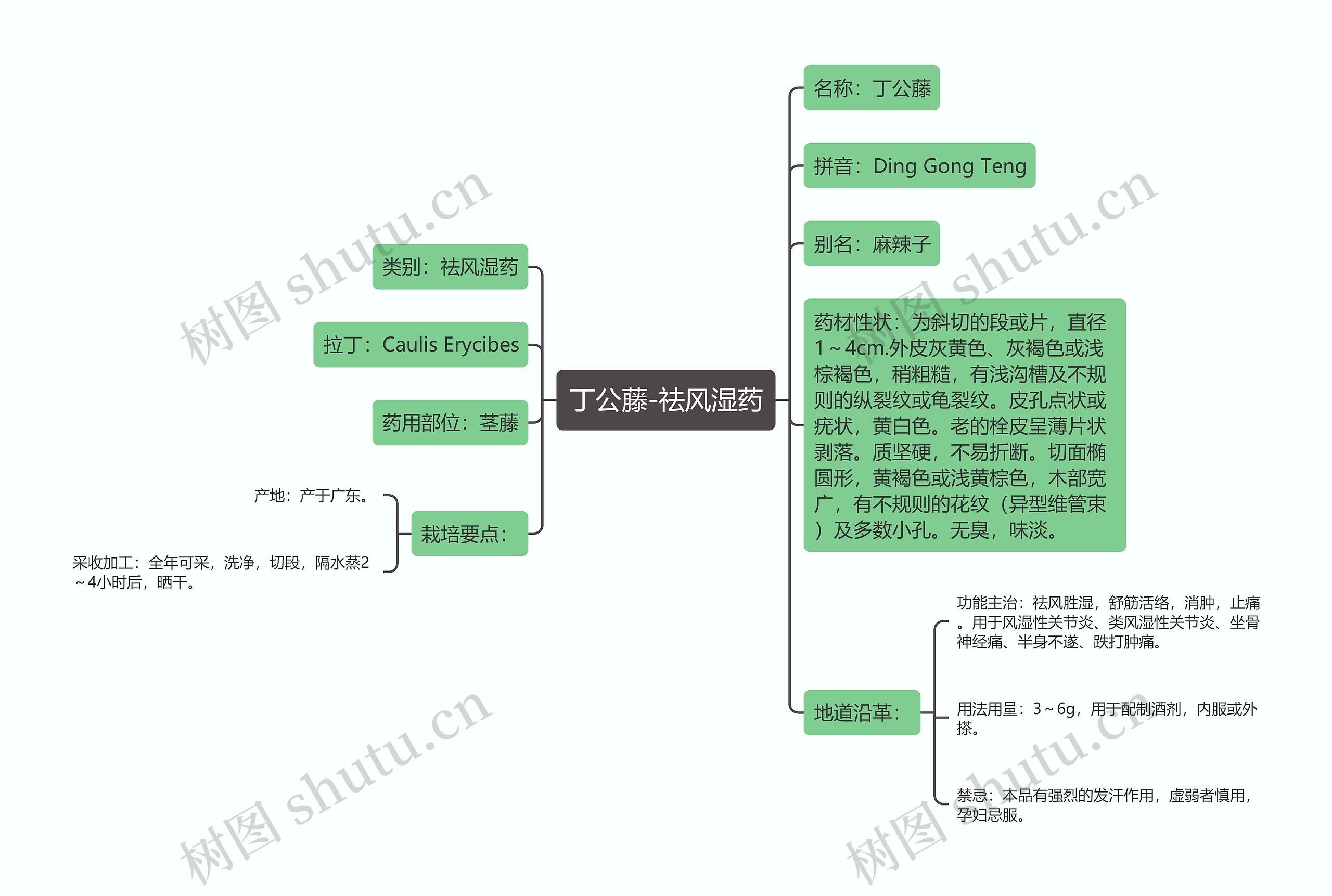 丁公藤-祛风湿药 丁公藤-祛风湿药