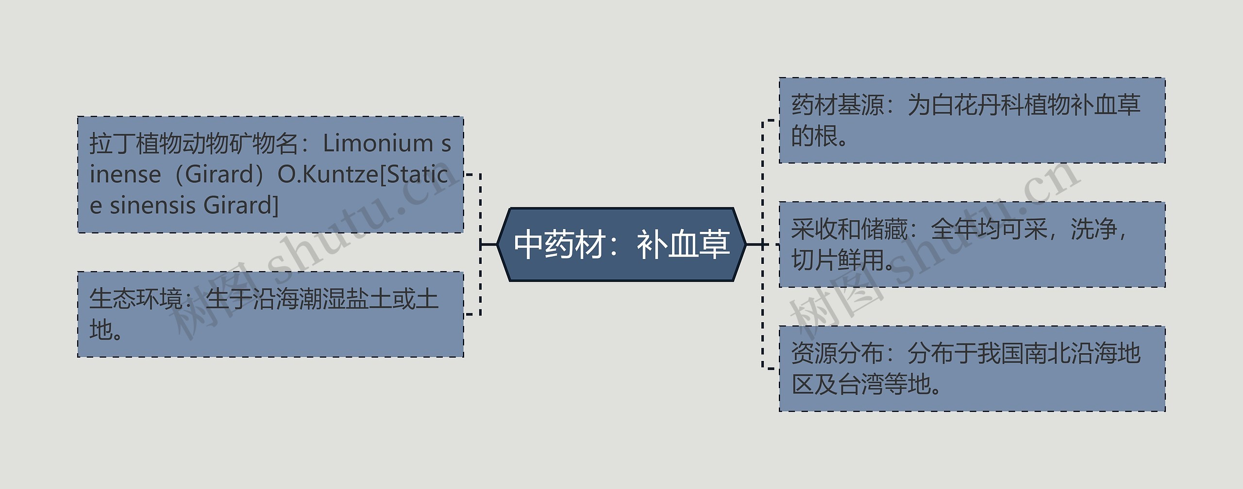 中药材:补血草 中药材:补血草