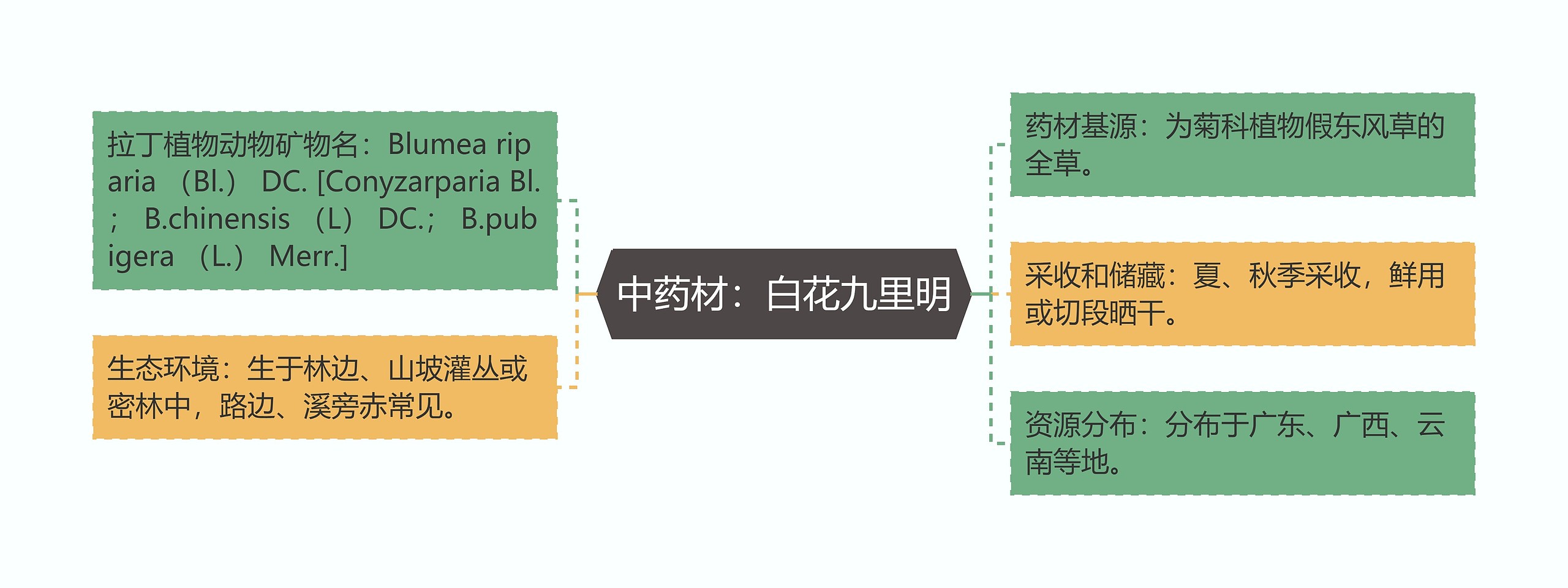 中药材：白花九里明思维导图