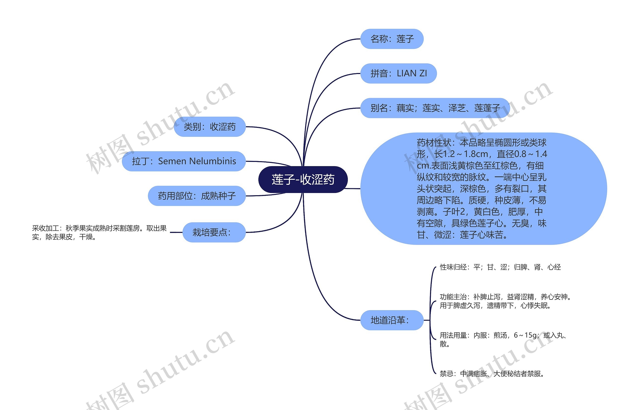 莲子-收涩药思维导图