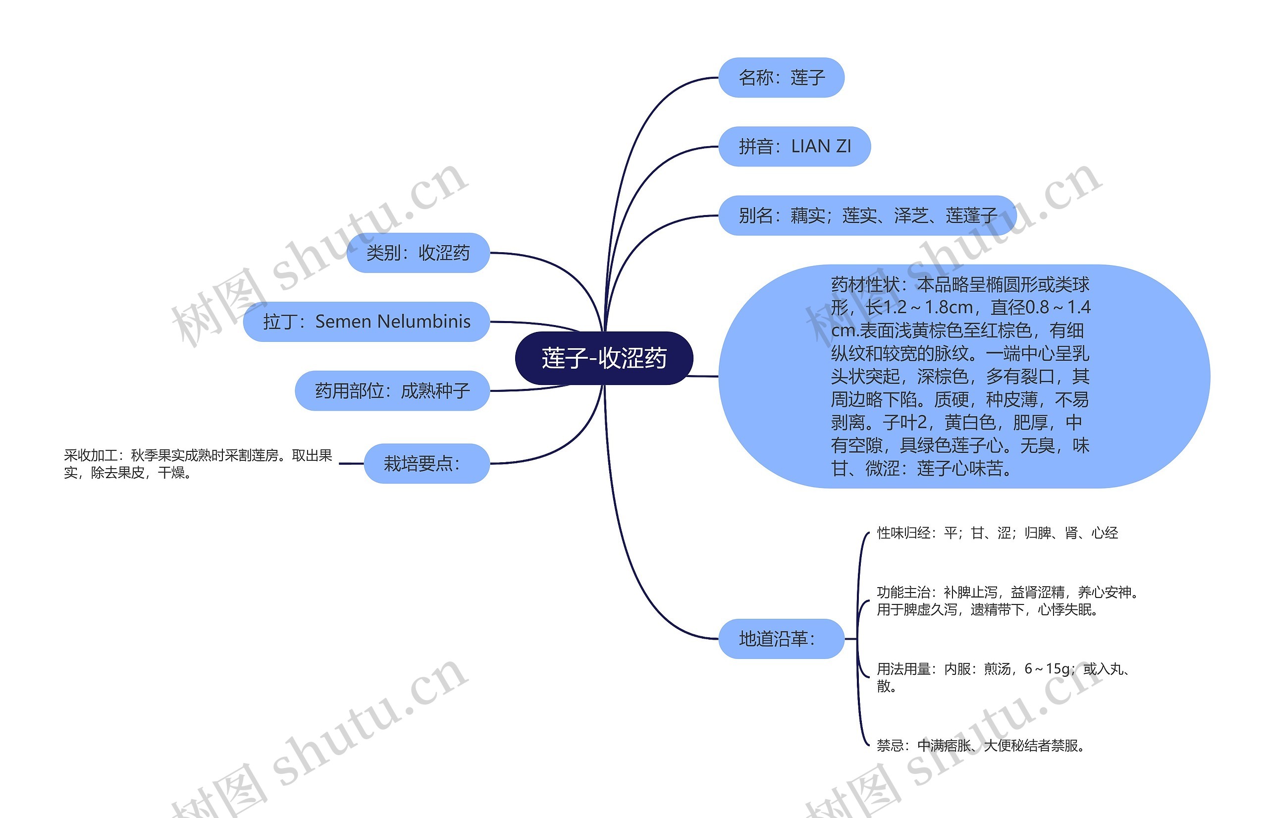 莲子-收涩药 莲子-收涩药