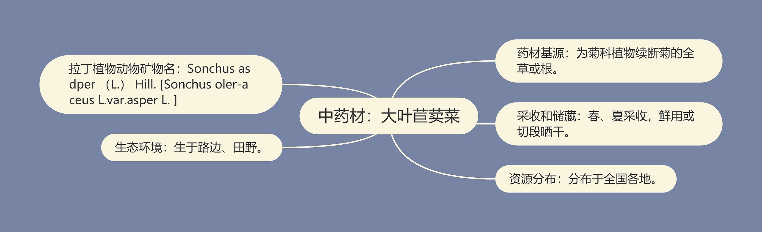 中药材:大叶苣荬菜 中药材:大叶苣荬菜