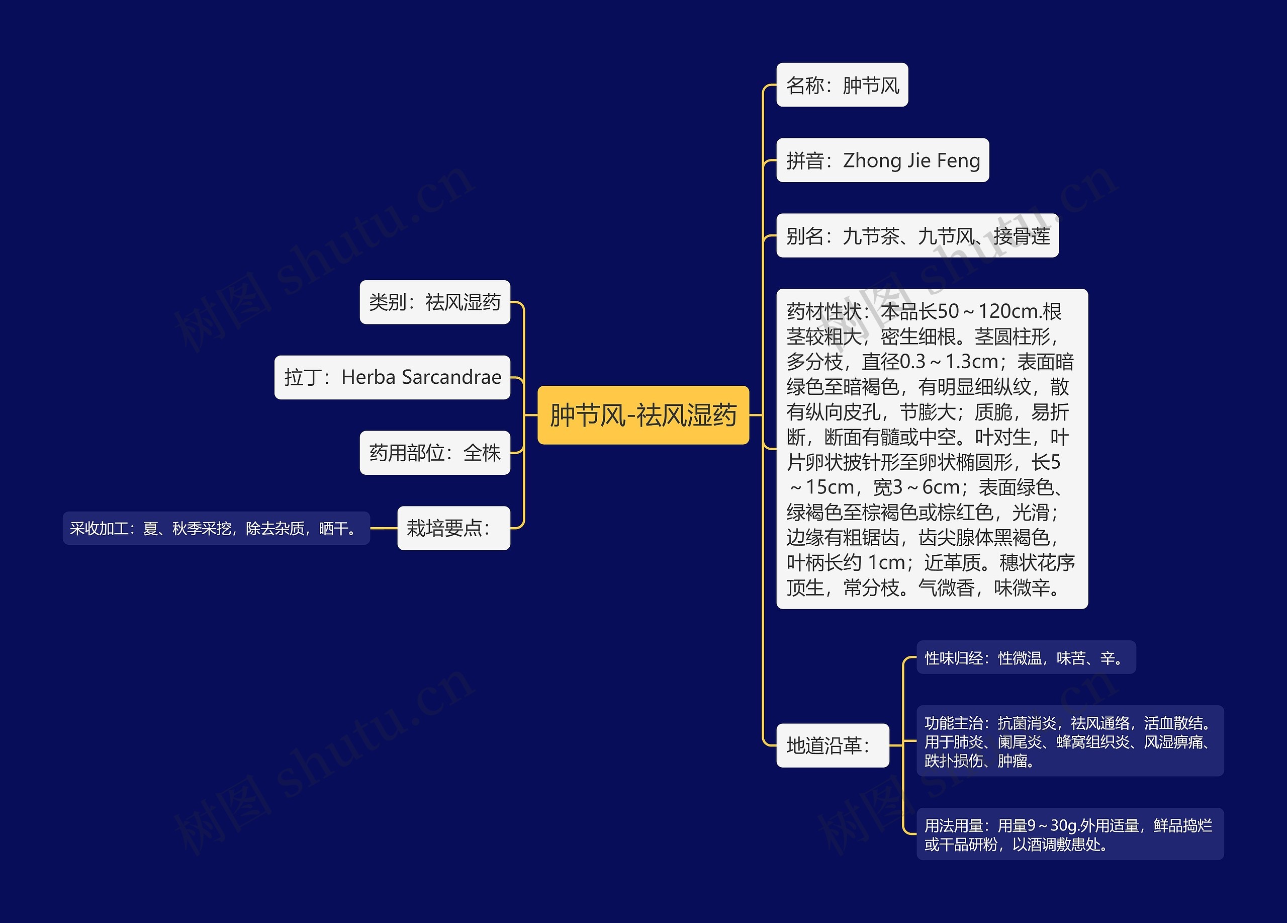 肿节风-祛风湿药 肿节风-祛风湿药