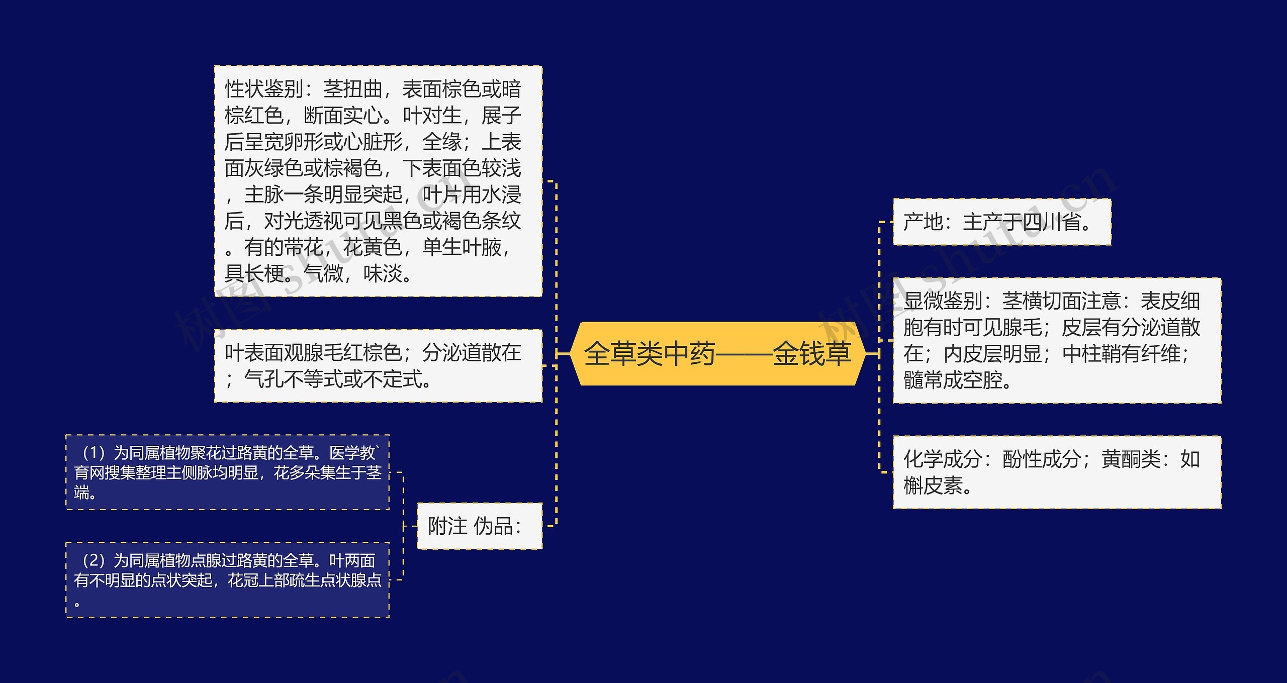 全草类中药——金钱草 全草类中药——金钱草