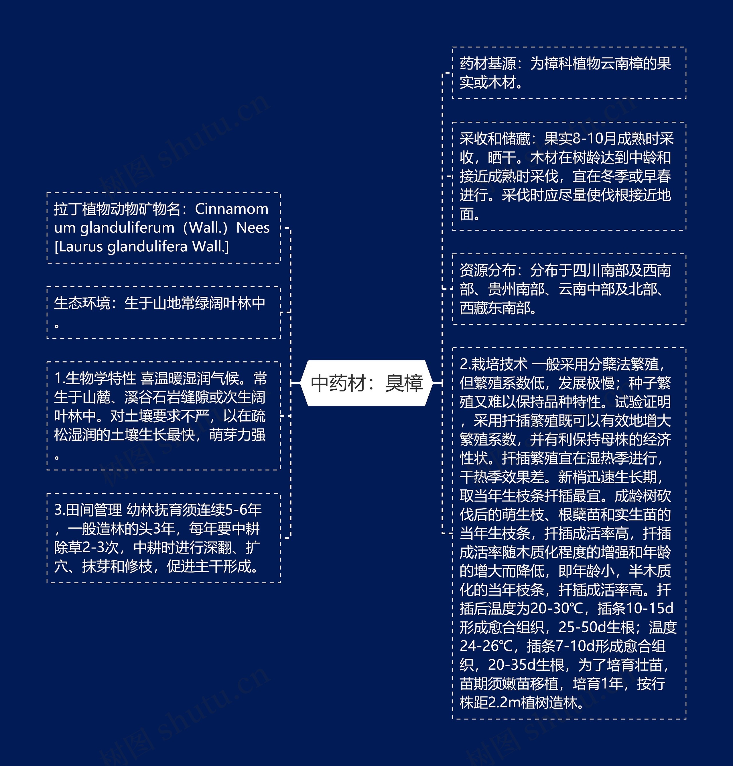 中药材：臭樟思维导图