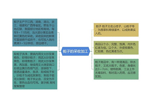 栀子的采收加工